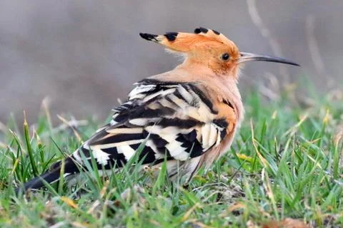 Hoopoe 05 Stock Photos