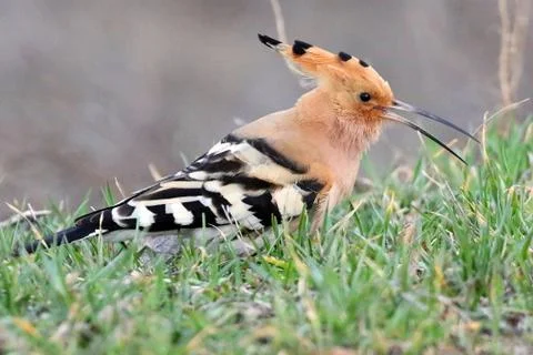 Hoopoe 06 Stock Photos