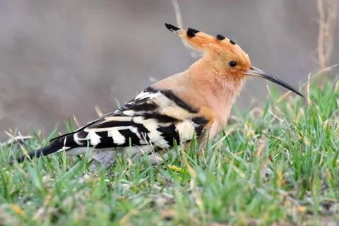 Hoopoe 07 Stock Photos