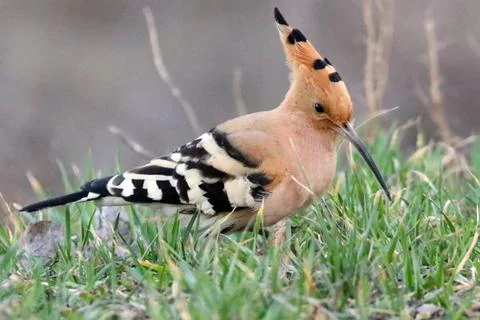 Hoopoe 08 Stock Photos