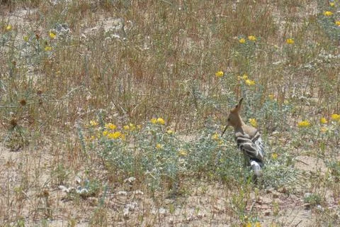 Hoopoe on the beach Stock Photos