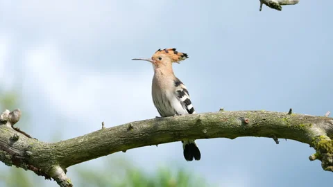 Hoopoe bending down, raising crest, 4K slow motion Stock Footage 329126493