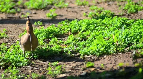 Hoopoe bird 02 Stock Footage