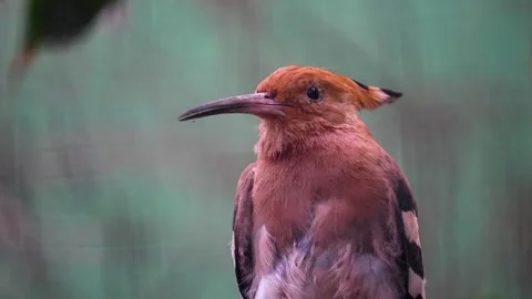 A hoopoe Bird on a branch Stock Footage 270835120