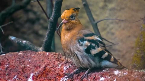  a hoopoe Bird on a branch  Stock Footage 270875662