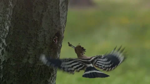 Hoopoe bird feeding babies in tree hole nest Stock Footage 243177935