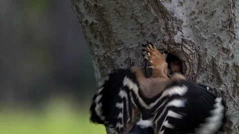 Hoopoe bird feeding babies in tree hole nest Stock Footage 243177972