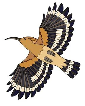Hoopoe, bird in flight, bottom view - vector full color image. Stock Illustration