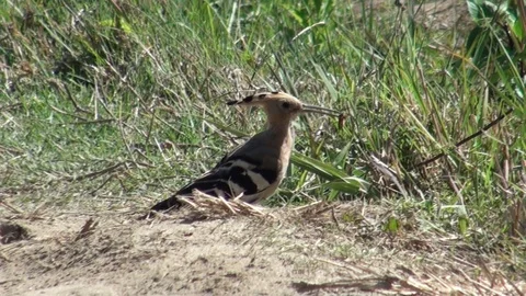 HOOPOE BIRD Stock Footage 108686675
