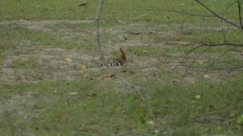 Hoopoe bird Stock Footage 234210716