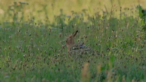 Hoopoe bird in the grass Stock Footage 133522866