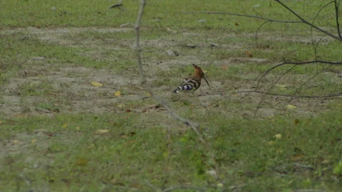 Hoopoe bird on the ground Stock Footage 234210728