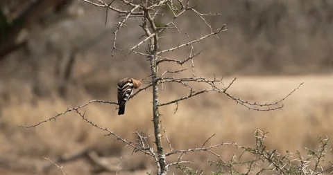A hoopoe bird preening itself Stock Footage 241674410