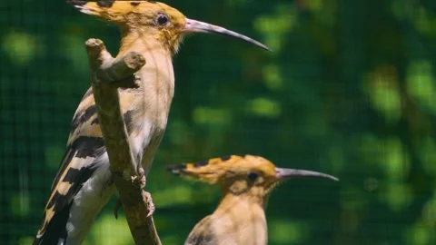 Hoopoe Bird resting Stock Footage 246453462