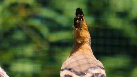 A Hoopoe Bird sitting  Stock Footage 253574259