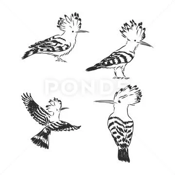 Hoopoe bird vector. hoopoe bird, vector sketch illustration: Graphic ...