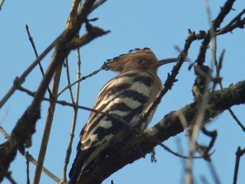 Hoopoe bird, which sits on a tree branch. Stock Photos