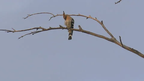 Hoopoe on branch Stock-Footage 94872449