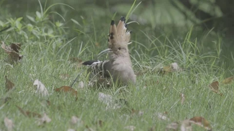 Hoopoe Calling with Crest Raised in Grass Stock-Footage 343579141