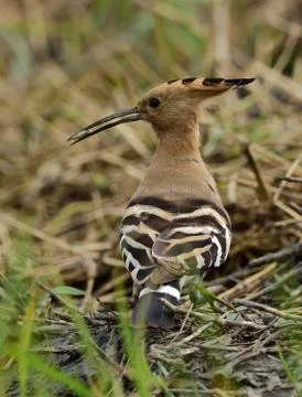 Hoopoe with catch Stock Photos
