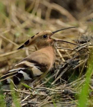 Hoopoe with catch Stock-Fotos