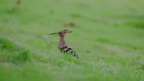 Hoopoe with crest raised 스톡 동영상 347487625