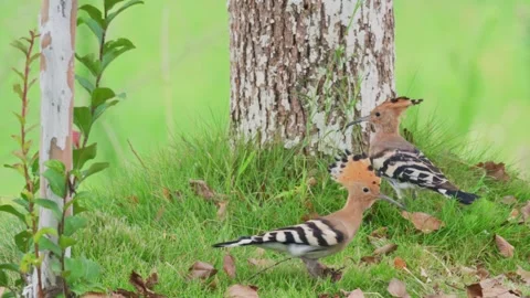 Hoopoe on dry branch Stock Footage 347487627
