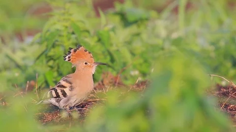 Hoopoe. Eurasian hoopoe. Juvenile bird in summer morning. Stock Footage