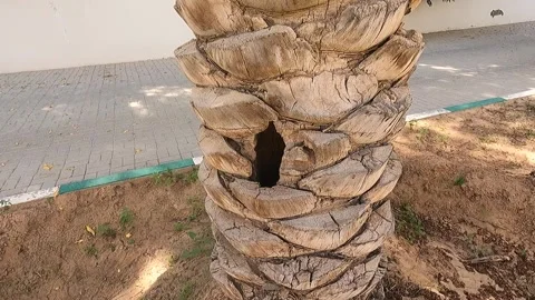 Hoopoe feeding chicks Stock-Footage 243515341