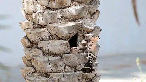 Hoopoe feeding chicks Stock Footage 244289174