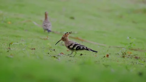 Hoopoe feeding on grass Video stock 347487538