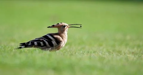 Hoopoe feeding Stock Photos
