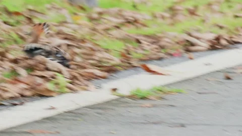 Hoopoe in field Stock-Footage 347487579