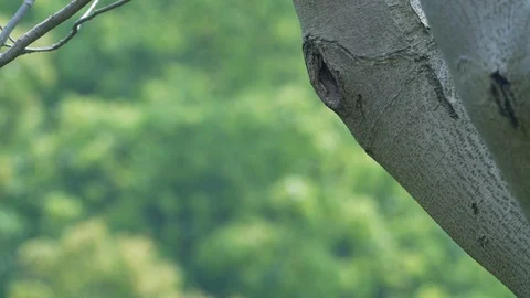 Hoopoe in fly Stock Footage 129606547