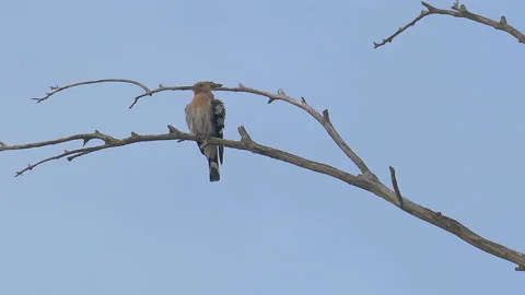 Hoopoe flying off from branch Stock Footage 94256447