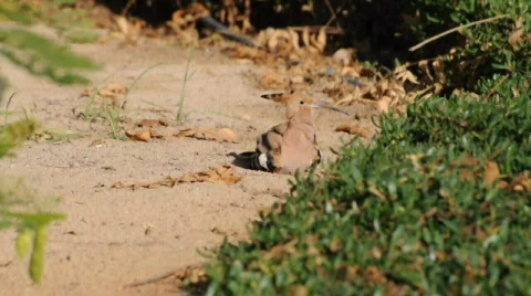 Hoopoe Stock-Footage 319708