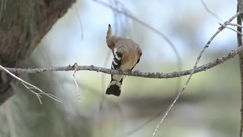 Hoopoe Stock Footage 158718337