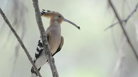Hoopoe Stock Footage 158735371
