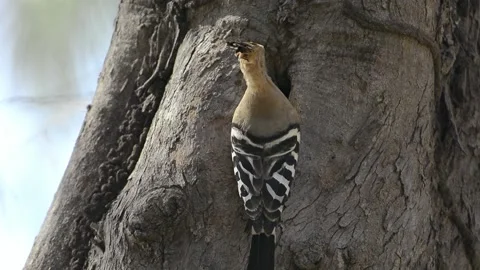 Hoopoe Stock Footage 158735381