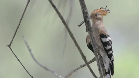 Hoopoe Stock Footage 158844444