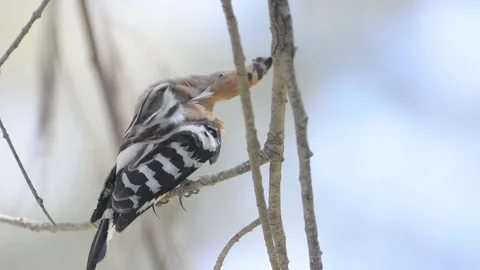 Hoopoe Stock Footage 158844446