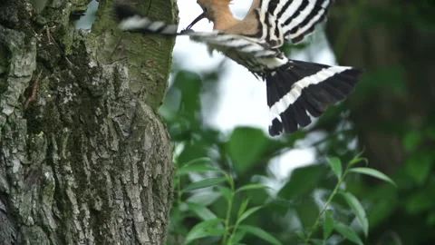 Hoopoe landing tree slowmo Video stock 148341830