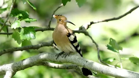 Hoopoe looking around Stock Footage 12119653