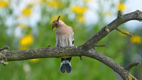 Hoopoe looking up while turning head opening beak, 4K slow motion Stock Footage 329122600