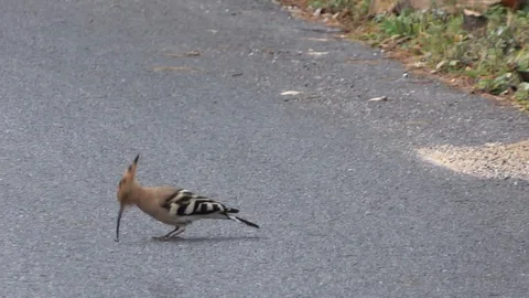 A hoopoe pecking a stone on a mountain road Stock Footage 128752947