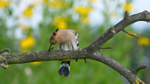 Hoopoe pecking in tree cavity, 4K slow motion Stock Footage 329123365