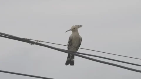 Hoopoe Perched on Power Lines Stock-Footage 343578809