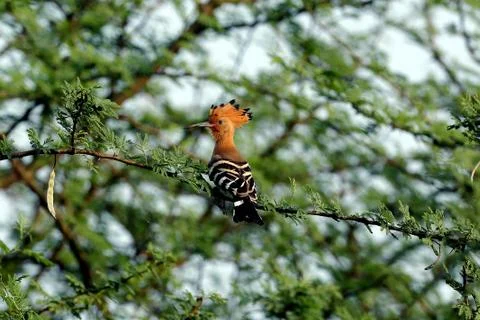 Hoopoe Fotos de archivo