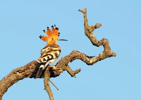 Hoopoe Stock Photos
