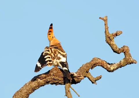 Hoopoe Stock Photos